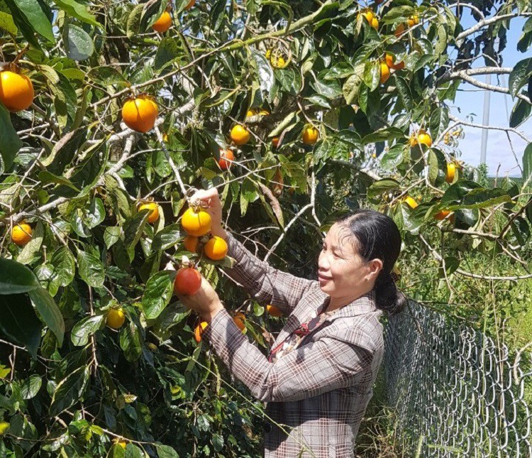 Quả hồng Đà Lạt trước đây từng bị người dân chặt bỏ vì giá quá rẻ, nay được chế biến thành hồng treo gió cho giá trị kinh tế cao.