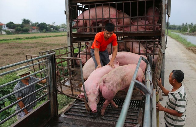 Bộ NN&amp;PTNT dự báo nhu cầu tiêu thụ thịt lợn dịp cuối năm tăng từ 10 – 15%. Do đó, dự báo giá thịt lợn cũng tăng theo nguồn cầu.