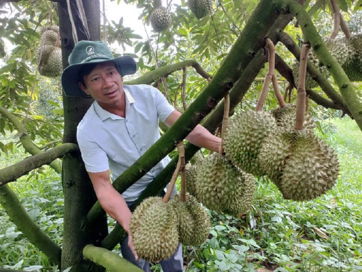 Năng suất tốt, thêm giá bán ở mức cao kỷ lục đã giúp nhiều nông dân trồng sầu riêng đổi đời. Ảnh: Báo Tuổi Trẻ.