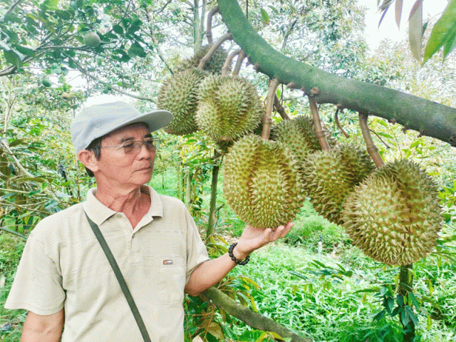 Thị trường - Tiêu dùng - Sầu riêng sốt giá, Bến Tre khuyến cáo không thu hoạch sầu riêng non