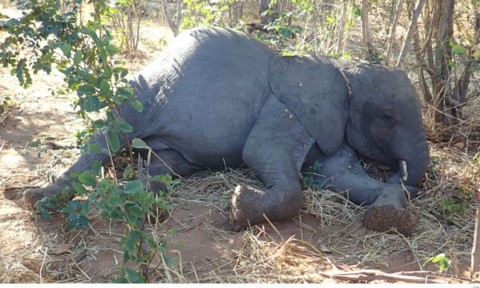 Bí ẩn voi châu Phi chết hàng loạt được các nhà khoa học làm sáng tỏ - 2