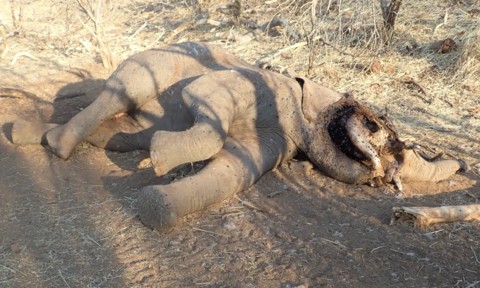 Bí ẩn voi châu Phi chết hàng loạt được các nhà khoa học làm sáng tỏ - 1