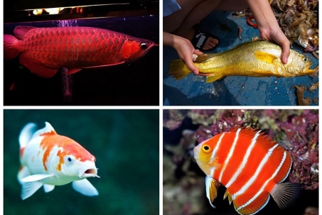 9 loài cá đắt nhất thế giới, nhiều người chỉ dám nhìn mà ước