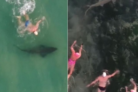 "Đứng tim" với clip bơi cùng cá mập, bạn có muốn thử?