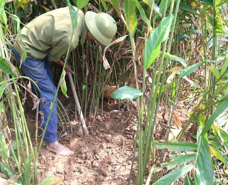 Cây riềng mọc hoang trên rừng hay được trồng trong vườn nhà, chúng rất dễ sinh trưởng và phát triển, không cần chăm sóc vẫn mọc um tùm thành từng cụm.&nbsp;
