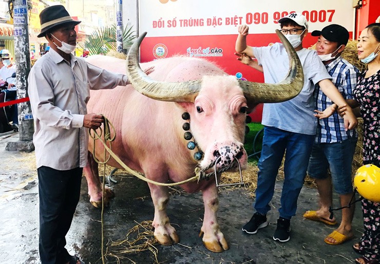 Chủ nhân của con trâu có màu da hiếm ở Việt Nam này là ông Đặng Văn Ghên ở huyện Củ Chi (TP.HCM).
