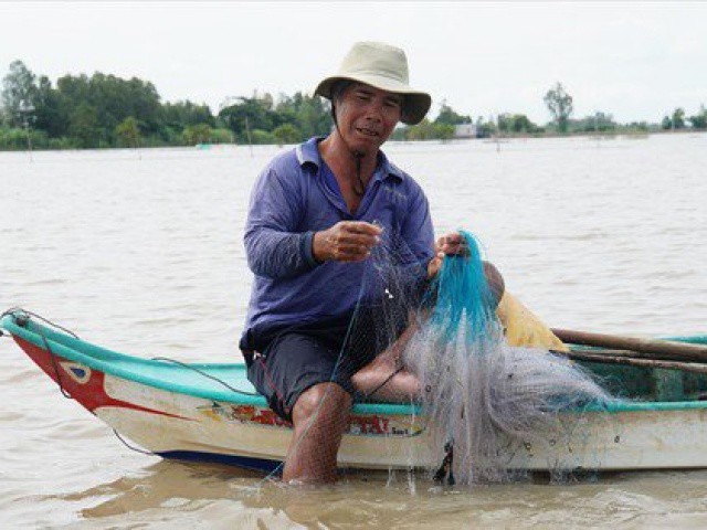 Chơi vơi mùa nước nổi: Đồng Tháp Mười 'đói' tôm, cá