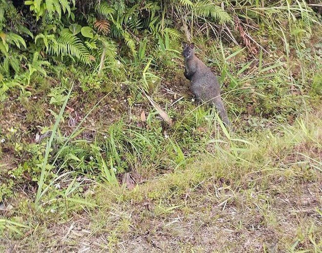 Ba con chuột túi xuất hiện ở Cao Bằng là do các đối tượng buôn lậu bỏ lại - 1