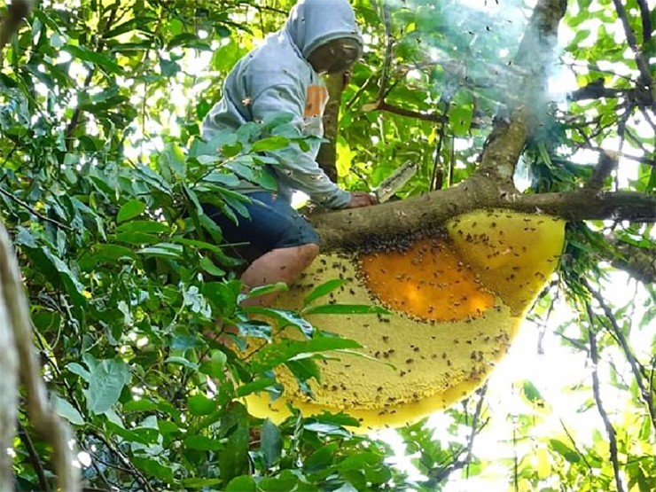 Thợ săn gọi ong khoái là lộc rừng bởi mỗi tổ ong khoái có thể nặng từ 3kg đến 20kg và cho thu hoạch từ 2-9 lít mật.
