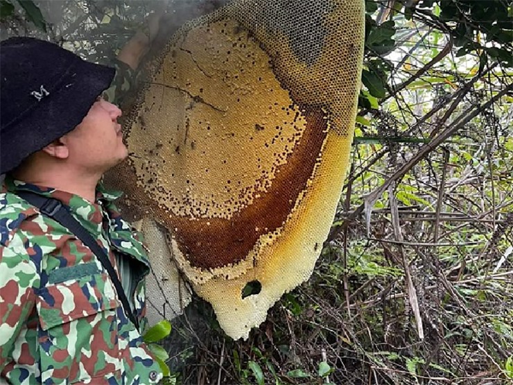 Mật ong khoái có mùi cực kỳ thơm và khác biệt với các loại ong khác nên được nhiều người lùng mua.
