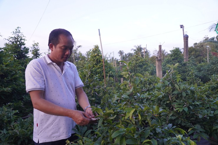 Nhà ông Thanh có hàng trăm gốc mai, giá mỗi gốc từ vài triệu đến hàng trăm triệu đồng/gốc.