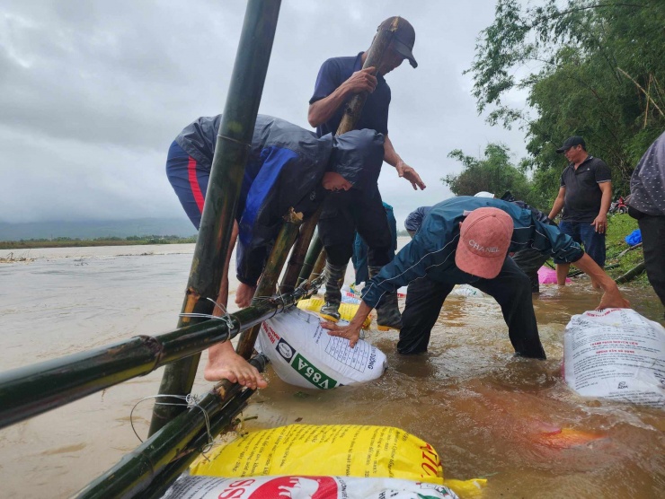 Dùng cọc tre, bao cát gia cố bờ sông.