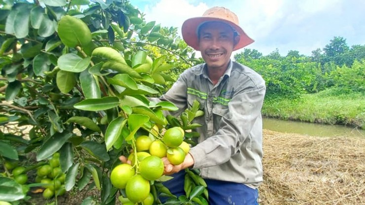 Cây chanh không hạt sẽ cho thu hoạch trên 10 năm mới bị thoái hóa
