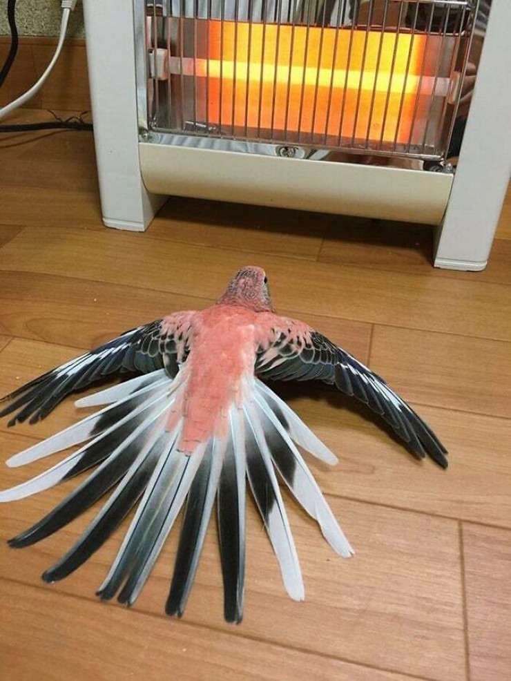 Con chim này đang thoải mái nằm sưởi ấm bên máy sưởi.
