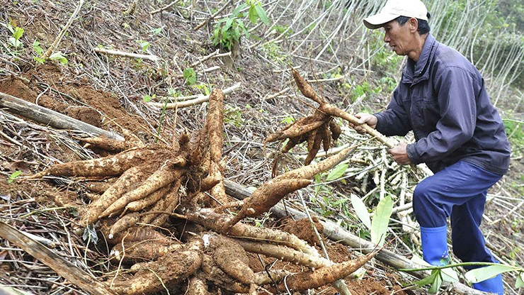 Theo Tổng cục Thống kê, Việt Nam hiện nay là nước xuất khẩu sắn đứng thứ 2 trên thế giới chỉ sau Thái Lan.
