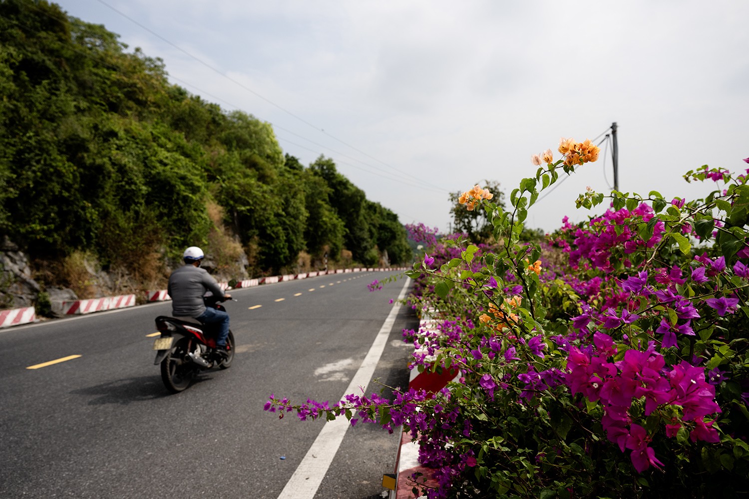 Những rặng hoa giấy đang đua nhau khoe sắc khiến cung đường thêm phần lãng mạn.