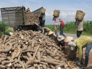 Thị trường - Tiêu dùng - Loại củ ở Việt Nam, xưa ăn chống đói, giờ thành &quot;cây tỷ đô&quot;, xuất khẩu đi khắp thế giới