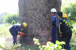 “Cụ cây” 100 tuổi, 6 người ôm không hết ở công viên TPHCM bị chặt bỏ