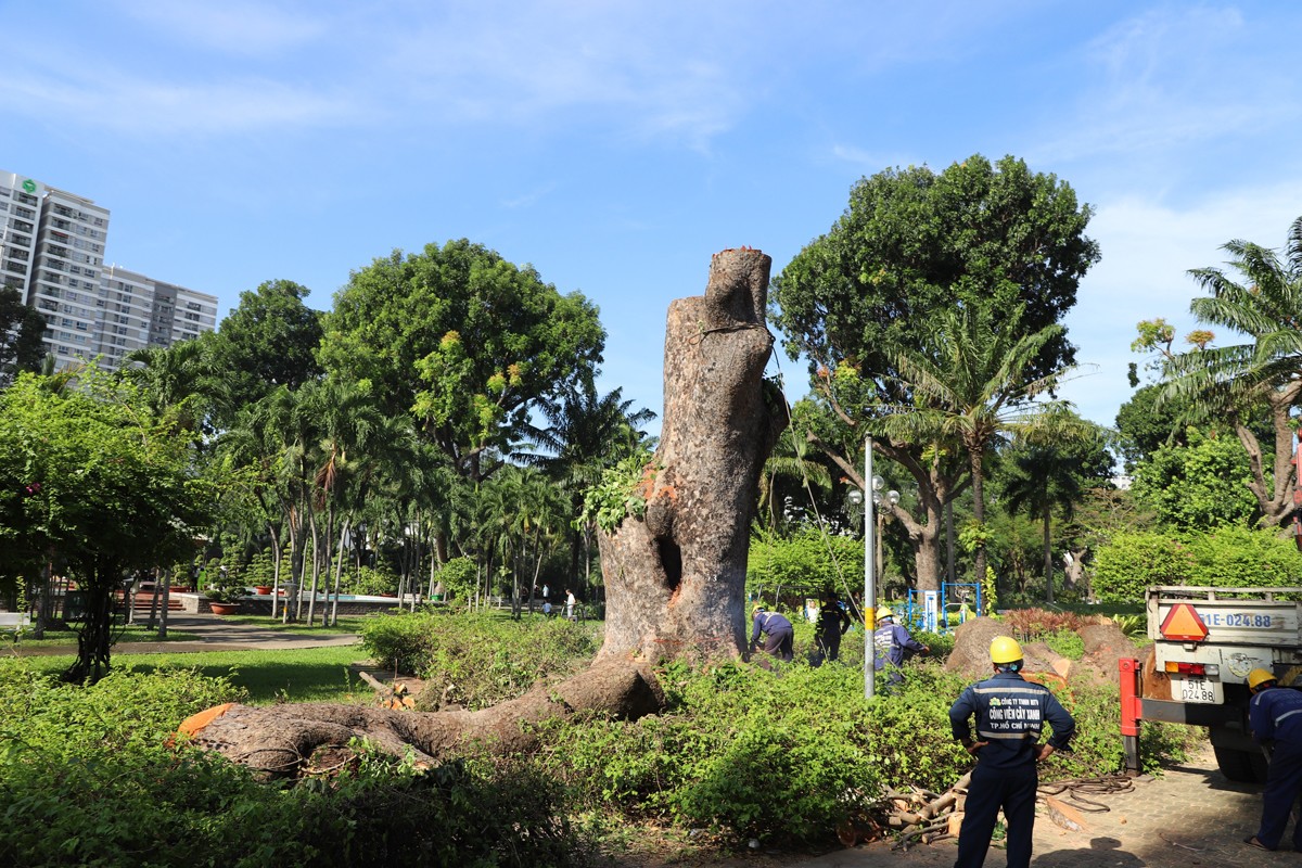 “Cụ cây” 100 tuổi, 6 người ôm không hết ở công viên TPHCM bị chặt bỏ - 1