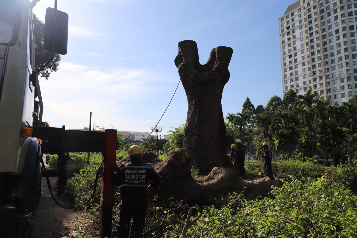 “Cụ cây” 100 tuổi, 6 người ôm không hết ở công viên TPHCM bị chặt bỏ - 10
