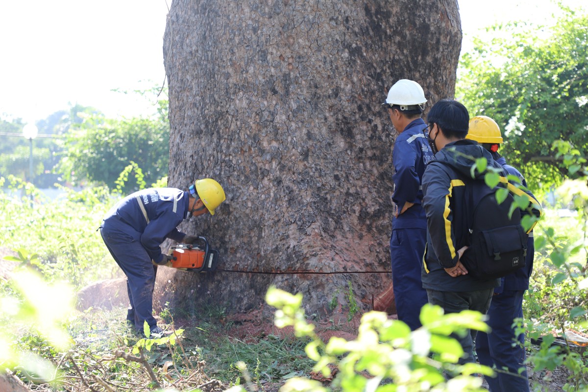 “Cụ cây” 100 tuổi, 6 người ôm không hết ở công viên TPHCM bị chặt bỏ - 2