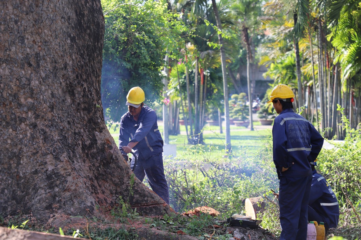 “Cụ cây” 100 tuổi, 6 người ôm không hết ở công viên TPHCM bị chặt bỏ - 3