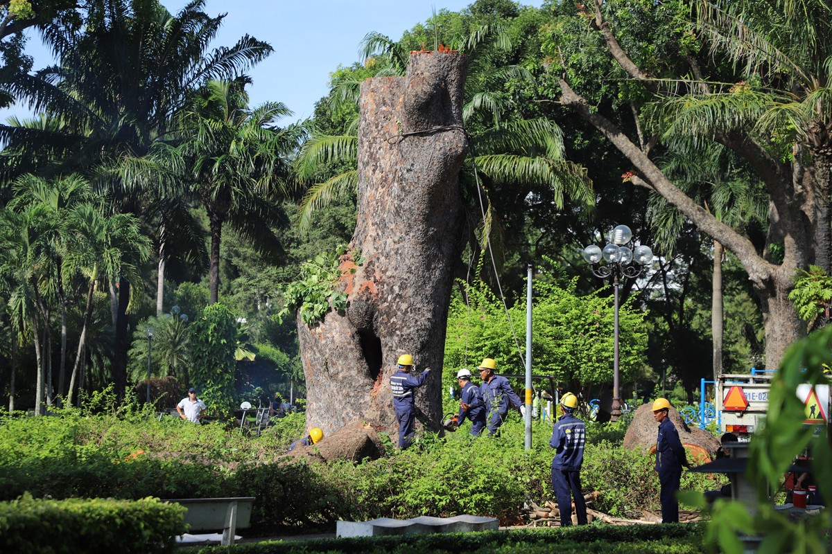 “Cụ cây” 100 tuổi, 6 người ôm không hết ở công viên TPHCM bị chặt bỏ - 5