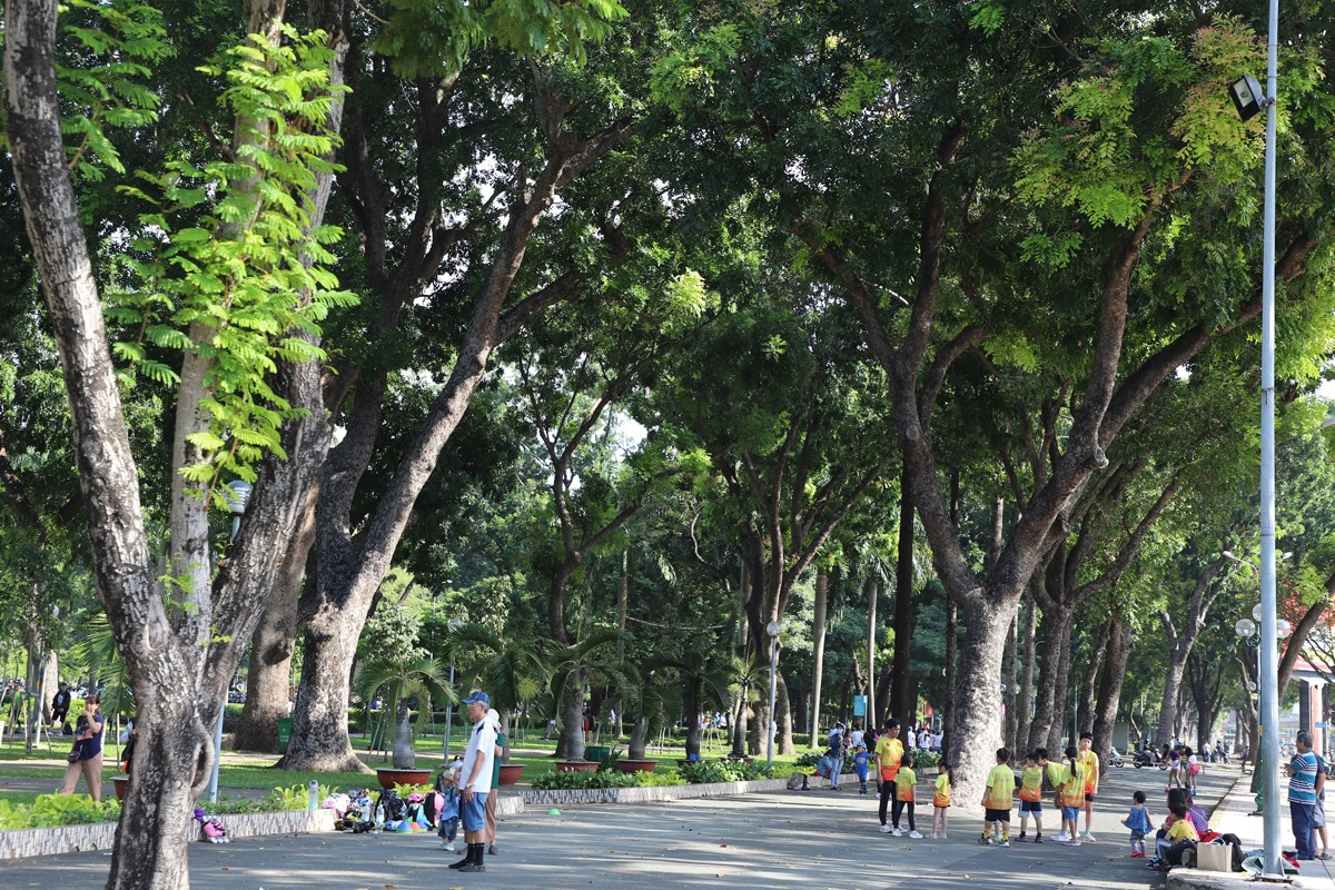 “Cụ cây” 100 tuổi, 6 người ôm không hết ở công viên TPHCM bị chặt bỏ - 6