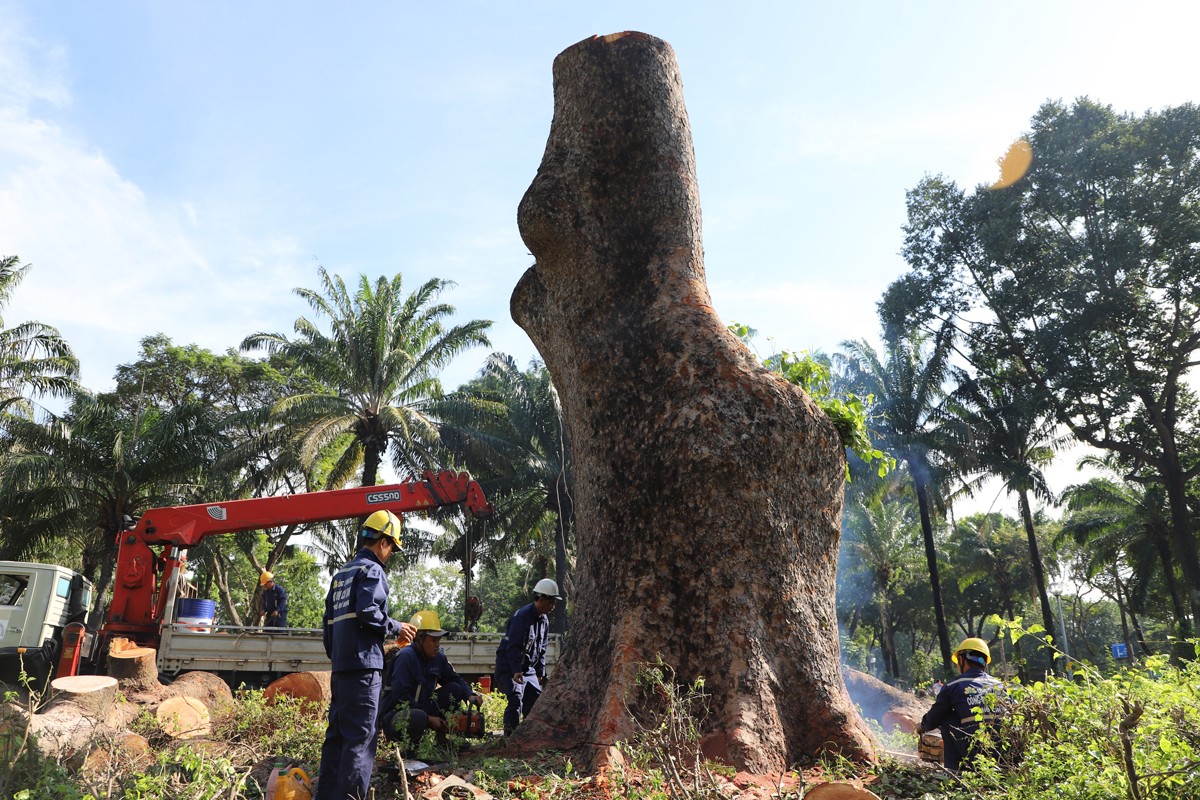 “Cụ cây” 100 tuổi, 6 người ôm không hết ở công viên TPHCM bị chặt bỏ - 7