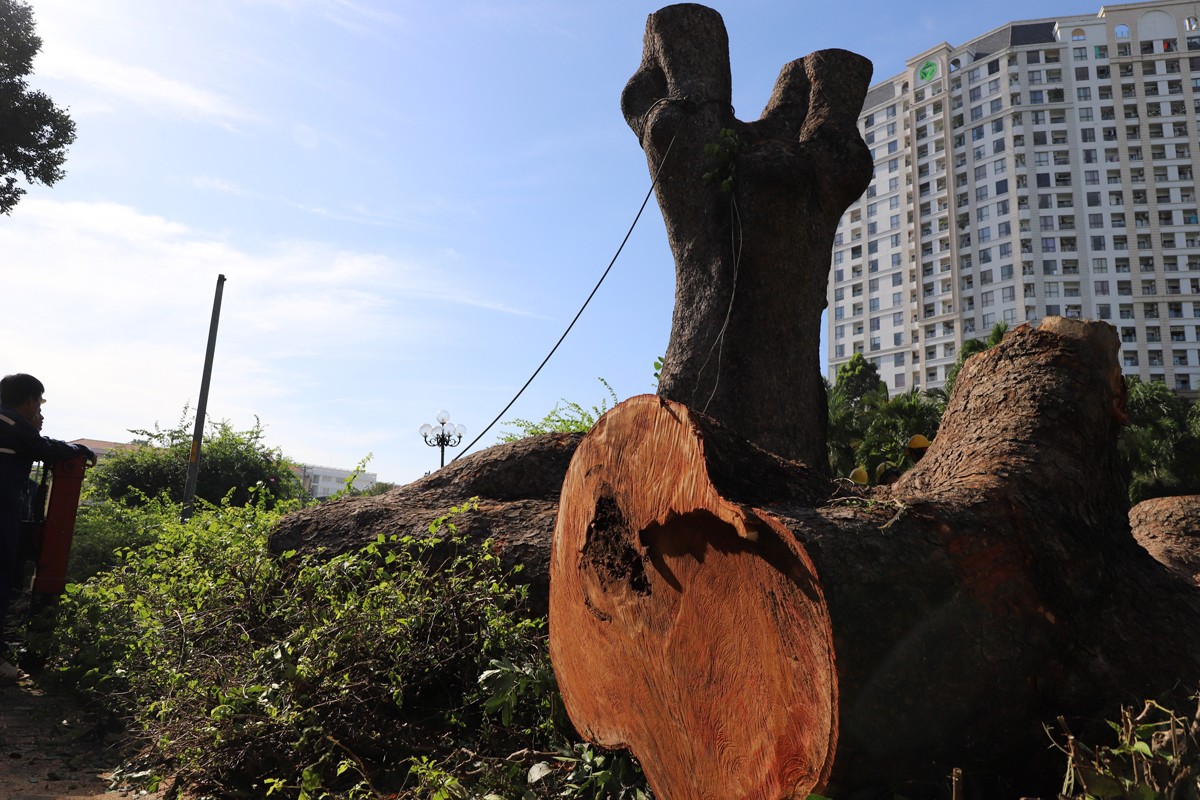 “Cụ cây” 100 tuổi, 6 người ôm không hết ở công viên TPHCM bị chặt bỏ - 9