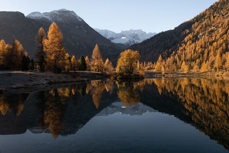 Một khu rừng cây tùng tại thung lũng Morteratsch, Engadin.
