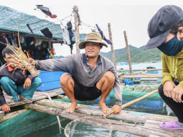 Đã rõ lý do tôm hùm bông Việt Nam xuất sang Trung Quốc bị ách tắc