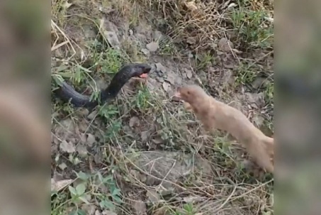 Truy sát rắn hổ mang đen, cầy mangut bất ngờ mất mạng