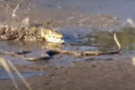 Gặp rắn độc mamba đen cực lớn, cá sấu vẫn điên cuồng truy sát