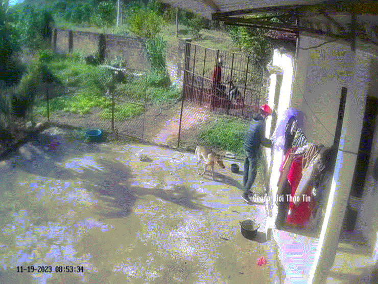 Video: Chú chó xích ở sân bất ngờ "biến mất", chủ nhà xem camera phát hiện hành động đáng sợ của 2 thanh niên