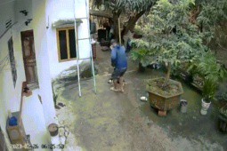 Video: ”Cẩu tặc” táo tợn xông vào nhà dân trộm chó