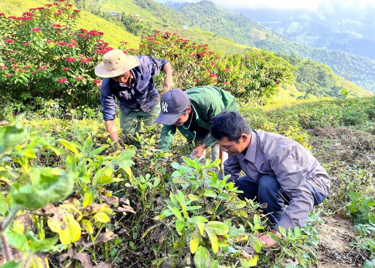 Mùa lạc Thu Đông 2023 này, gia đình anh Nhang Phò Trang (trú bản Pà Ca) trồng lạc trên diện tích rẫy rộng hơn 0,7 ha. Đây là năm thứ 2 gia đình anh trồng lạc thay lúa. Anh Trang cho hay năm 2022, gia đình anh mua 60 kg lạc giống về trồng cho thu nhập hơn 20 triệu đồng. Năm nay, gia đình anh gieo nhiều hơn với 80 kg lạc giống. Hiện gia đình anh đang thu hoạch lạc và ước tính thu về khoảng 25 triệu đồng.