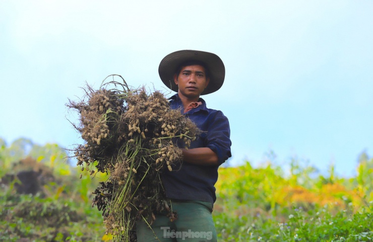 “Trồng lạc khỏe lắm, chỉ cần gieo giống, làm cỏ ít bữa xong rồi chờ thu hoạch thôi chứ không cần chăm sóc gì nhiều. Trồng lạc thấy cũng không sâu bệnh gì. Trước đây, rẫy ta trồng lúa chỉ bán được có 10 triệu đồng thôi. Giờ trồng lạc thu nhập gấp đôi trước, phấn khởi lắm”, anh Trang nói.