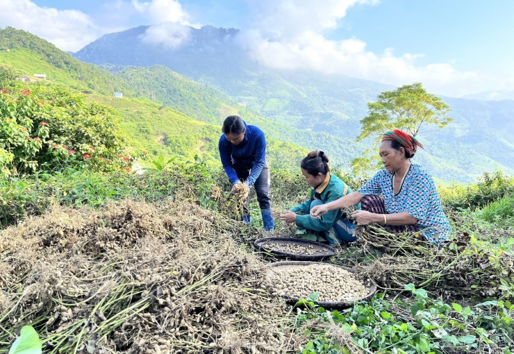 Người dân địa phương cho hay các đỉnh núi và sườn núi ở xã Nậm Cắn khá dốc, có đất sét pha cát rất thích hợp với cây lạc. Lạc được trồng khoảng 3 tháng thì cho thu hoạch. Người dân thường trồng từ tháng 8 đến tháng 11 thì thu hoạch và bán.