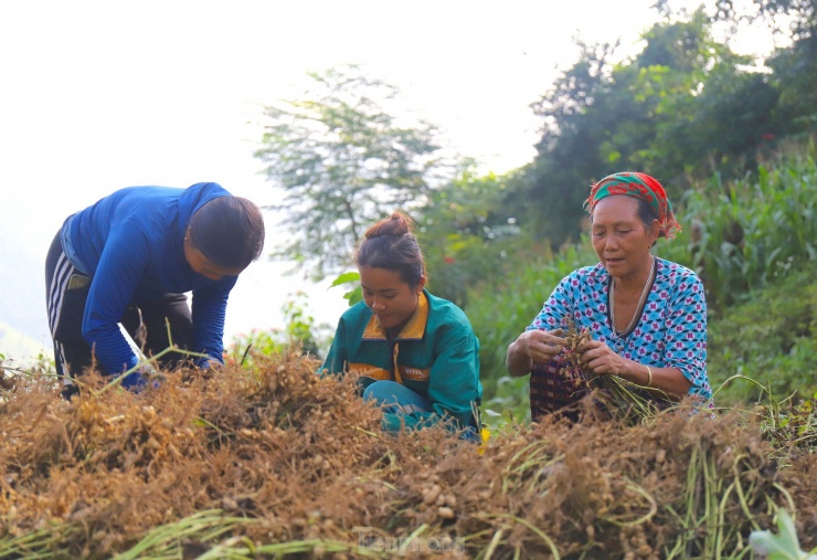 Bà Ven Thị May (59 tuổi, trú bản Pà Ca) vừa gỡ những củ lạc ra khỏi thân cây vừa phấn khởi nói: “Lạc của bà con Khơ Mú trồng trên các đỉnh núi cao nên sạch. Dân chúng tôi trồng không dùng phân bón gì cả. Lạc rất chắc, ngọt, có màu hồng chứ không đỏ như lạc dưới xuôi nên thương lái họ rất thích mua”.