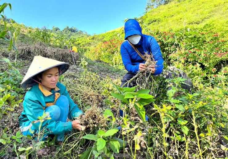 Ông Lầu Bá Chày - Chủ tịch UBND xã Nậm Cắn cho biết toàn xã hiện có khoảng 70 ha trồng lạc. Lạc được trồng ở nhiều bản khác nhau, nhưng tập trung chủ yếu ở bản Pà Ca. Đây là bản có 100% là người dân tộc thiểu số Khơ Mú sinh sống.