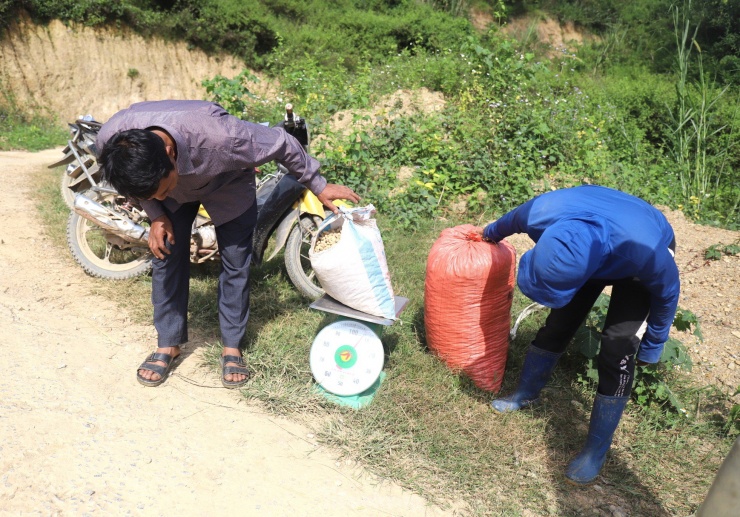 Đôi khi người dân chỉ cần đưa lạc xuống khỏi rẫy sẽ có người hỏi mua ngay.