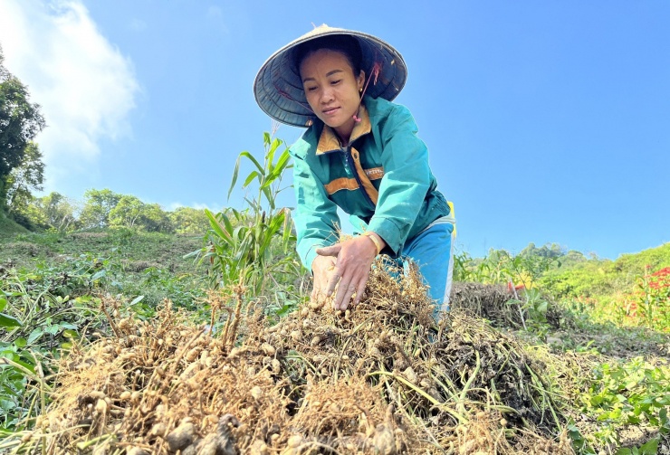 “Trồng lạc cho thu nhập cao gấp đôi so với trồng lúa nên người dân rất phấn khởi. Hiện xã tìm thêm một số giống lạc mới phù hợp với đất đai, khí hậu trên địa bàn để người dân sản xuất và tìm đầu ra ổn định để giúp người dân mở rộng diện tích trồng”, ông Chày nói và cho hay loại cây này từng bước giúp xóa đói giảm nghèo cho người dân địa phương.