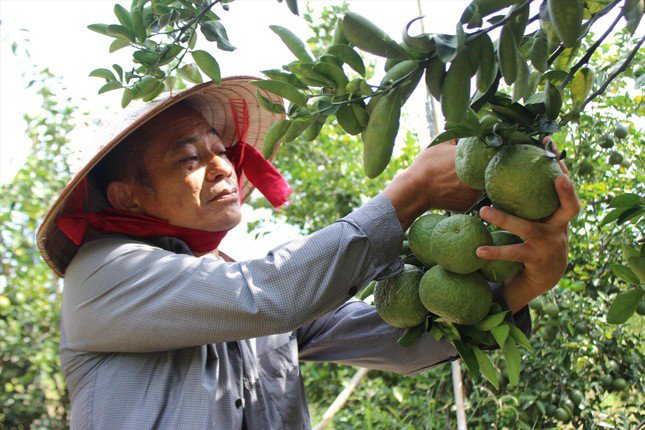 Nông dân huyện Bắc Tân Uyên thu hoạch cam. Ảnh: H.C