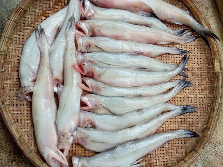 Ở Việt Nam, cá khoai xuất hiện nhiều ở vùng biển các tỉnh từ miền Bắc đến hết miền Trung nhưng ngon và nổi tiếng nhất vẫn là cá khoai Thái Bình và Quảng Bình
