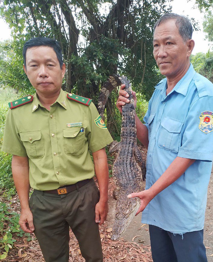 Đã bắt được 8 con cá sấu sổng chuồng ở Kiên Giang - 1
