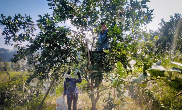 Nhiều hộ dân trồng cam theo hướng hữu cơ, không sử dụng thuốc trừ sâu, phân bón hóa học vừa giảm được chi phí đầu tư còn cho quả đẹp, ngon và sạch nên được nhiều khách hàng đặt mua.