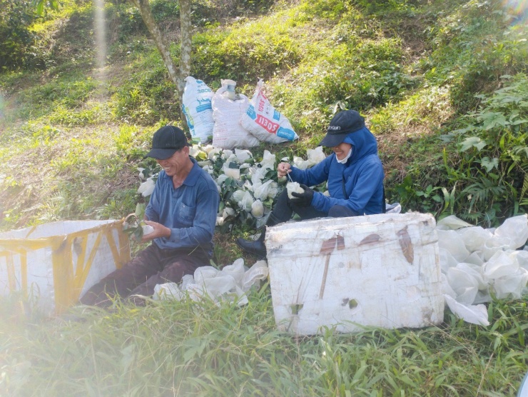 Gia đình anh Phan Anh Toản (trú xã Hương Minh) trồng hơn 1.000 gốc cam trên diện tích 2,3 ha đất đồi. Hiện tại cam được thương lái thu mua từ 30- 60.000 đồng/kg. Năm nay do thời tiết thất thường, dù sản lượng không cao nhưng ước tính năm nay gia đình anh Toản thu về 600 triệu đồng.