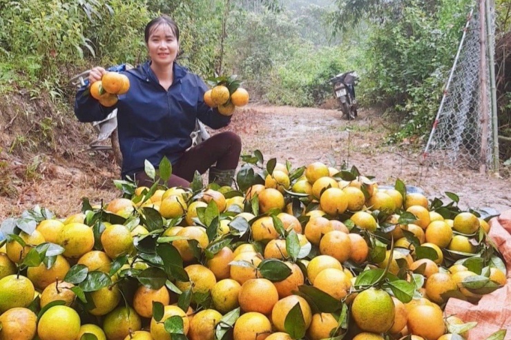 Cùng với việc sản phẩm đã tiếp cận một số thị trường lớn như: Hà Nội, TP Hồ Chí Minh, Đà Nẵng… nên sức tiêu thụ được mở rộng, giá cam tăng cao hơn so với các năm trước. Trong ảnh: tiểu thương thu mua cam tại vườn.