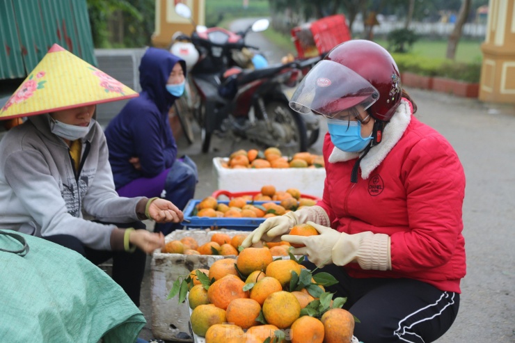 Thủ phủ cam Hà Tĩnh vào vụ thu hoạch, nông dân &#39;đếm quả tính tiền&#39; - 13